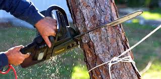 Best Tree and Shrub Care  in Gridley, CA