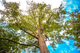 Best Tree Trimming and Pruning  in Gridley, CA