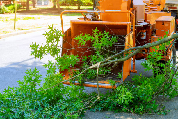 Best Fruit Tree Pruning  in Gridley, CA