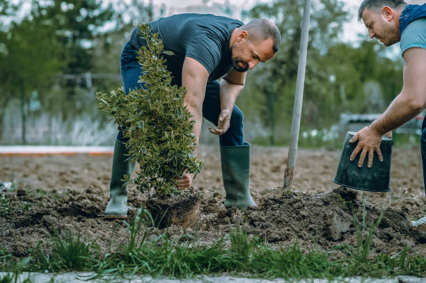 Best Tree Removal  in Gridley, CA