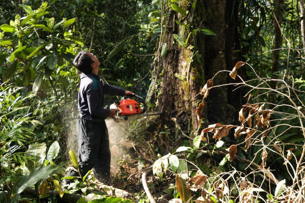 Best Stump Grinding and Removal  in Gridley, CA