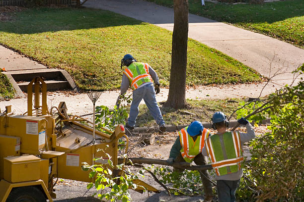 Best Tree Preservation Services  in Gridley, CA