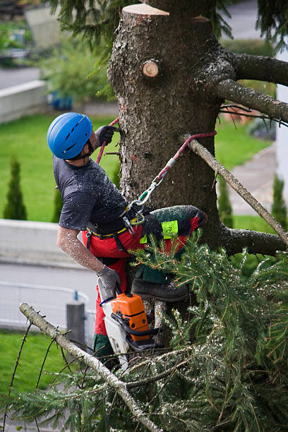 Gridley, CA Tree Services Company