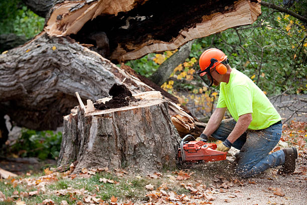 Best Tree Risk Assessment  in Gridley, CA