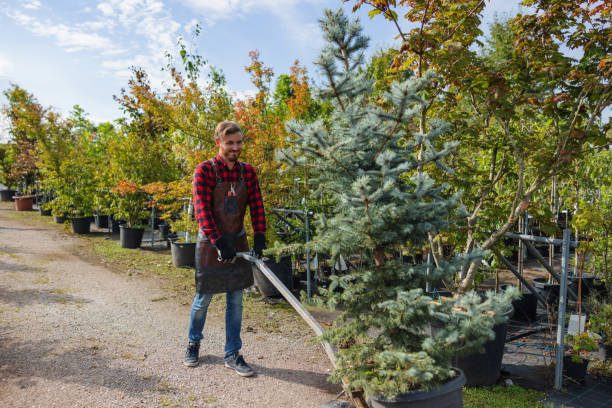 Best Hazardous Tree Removal  in Gridley, CA