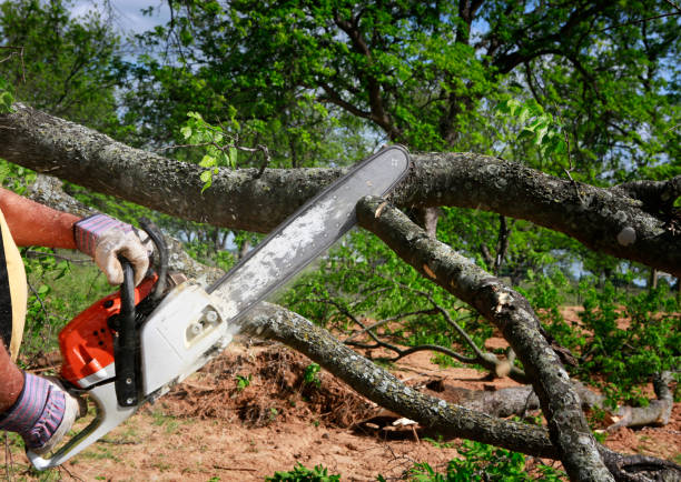 Best Firewood Processing and Delivery  in Gridley, CA